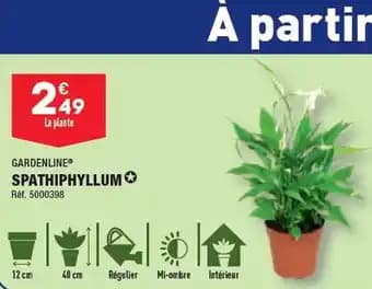 SPATHIPHYLLUM