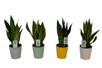 Sansevieria