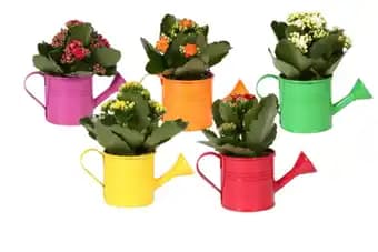 Kalanchoe