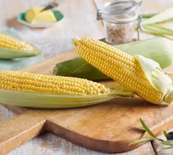 Maïs doux 2 épis