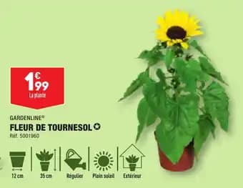 FLEUR DE TOURNESOL✪