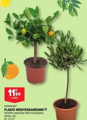 PLANTE MÉDITERRANÉENNE