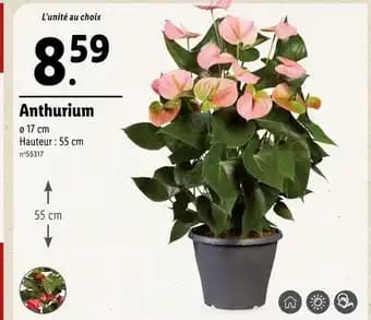 Anthurium