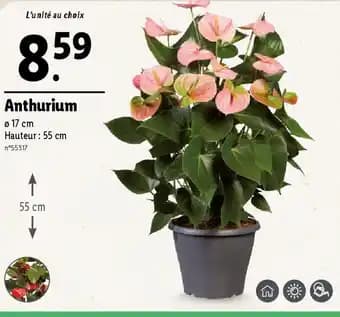 Anthurium