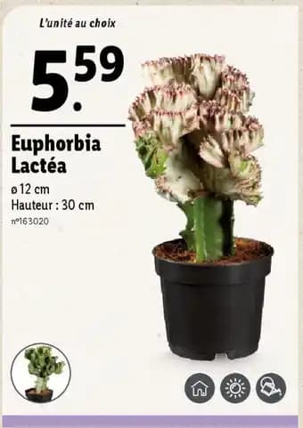 Euphorbia Lactéa