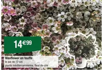 Waxflower en touffe