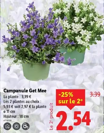 Campanule Get Mee Ø11 cm