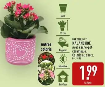 Gardenline kalanchoé
