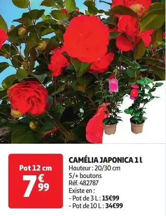 Camélia japonica 12 cm