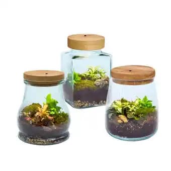 Terrarium lumineux