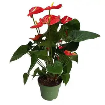 Anthurium Royal Red