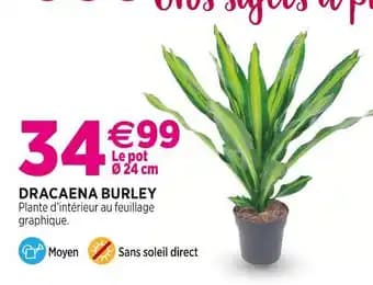 Dracaena burley