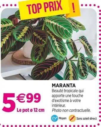 Maranta