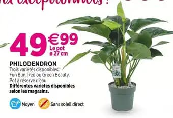 Philodendron