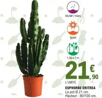 Euphorbe eritrea