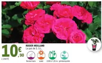Rosier meilland