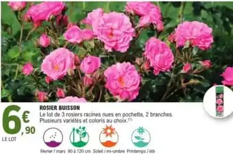 Rosier buisson