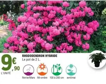 Rhododendron hybride