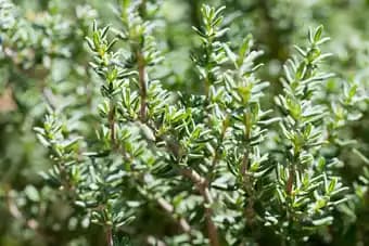Aromatiques