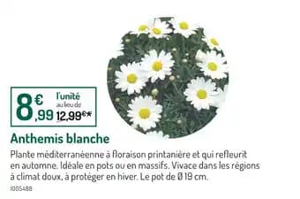 Anthemis blanche