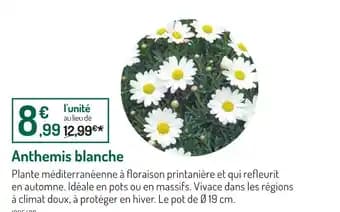 Anthemis blanche