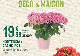 Hortensia + Cache-pot