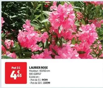 Laurier rose