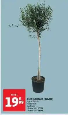 OLEA EUROPAEA (OLIVIER)