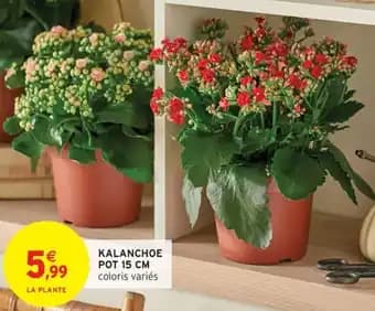 Kalanchoe pot 15 cm