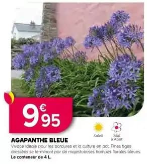 Agapanthe bleue