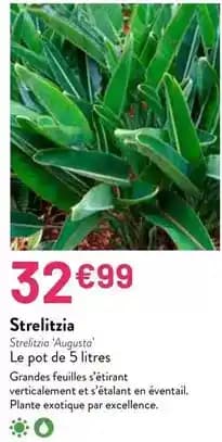 Strelitzia