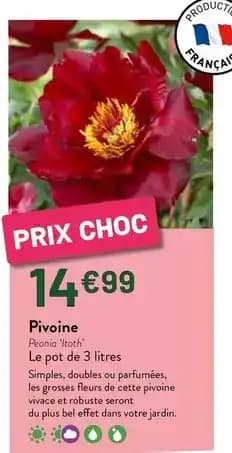 Pivoine