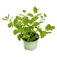 Plant De Menthe Bio Frais