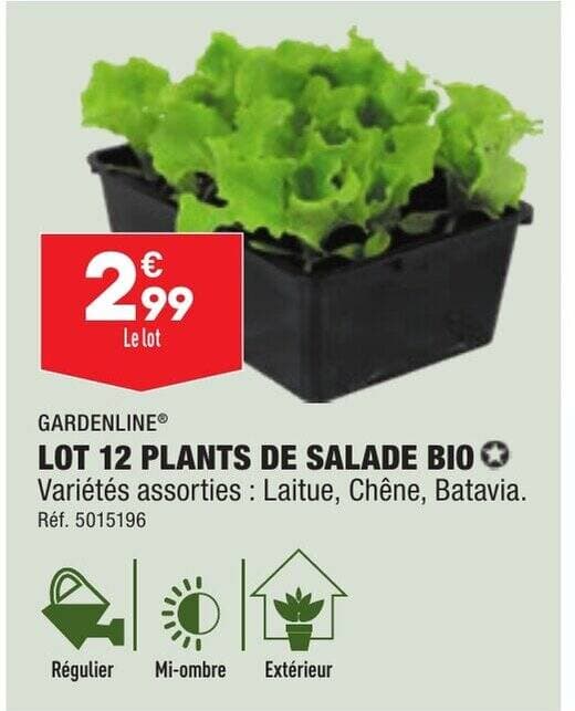LOT 12 PLANTS DE SALADE BIO Variétés assorties : Laitue, Chêne, Batavia.