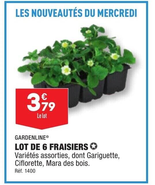 LOT DE 6 FRAISIERS Variétés assorties, dont Gariguette, Ciflorette, Mara des bois.