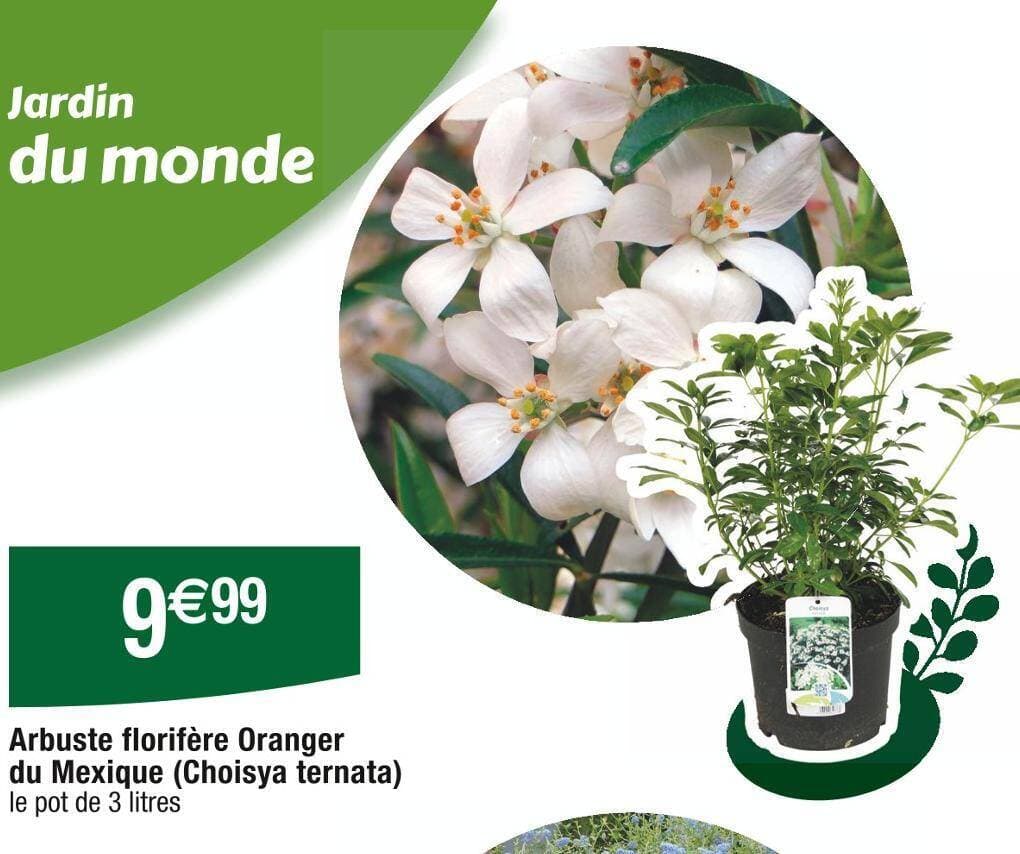 Arbuste florifère Oranger du Mexique (Choisya ternata)