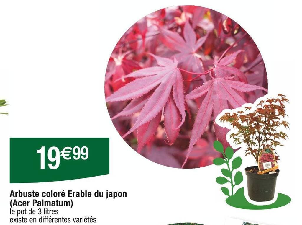 Arbuste coloré Erable du japon (Acer Palmatum)
