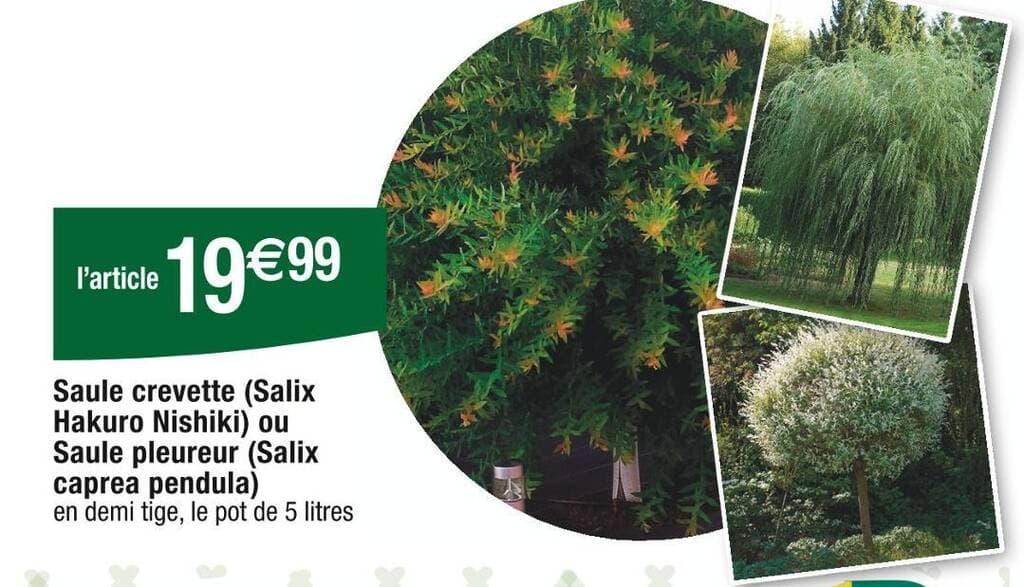 Saule crevette (Salix Hakuro Nishiki) ou Saule pleureur (Salix caprea pendula)