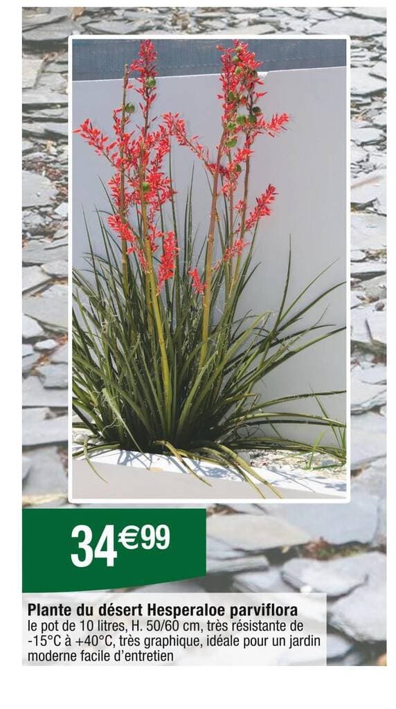 Plante du désert Hesperaloe parviflora
