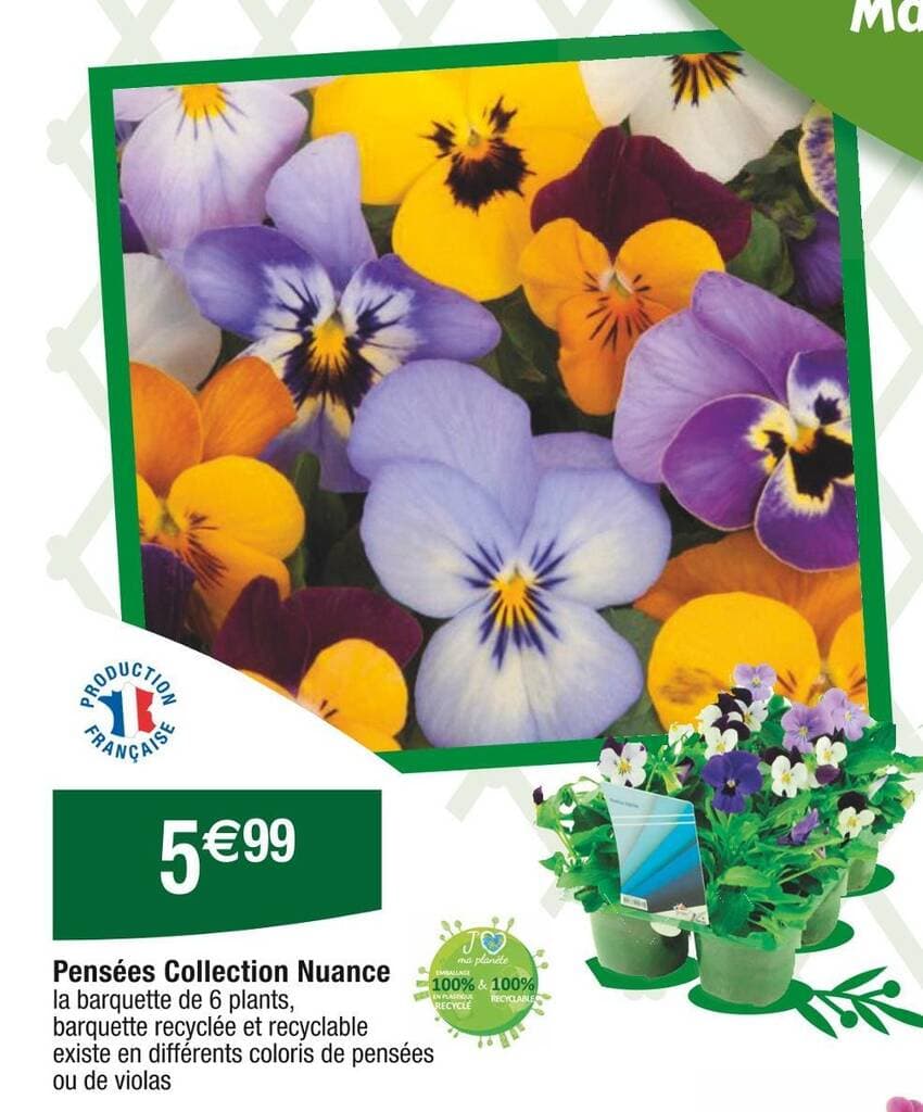 Pensées Collection Nuance