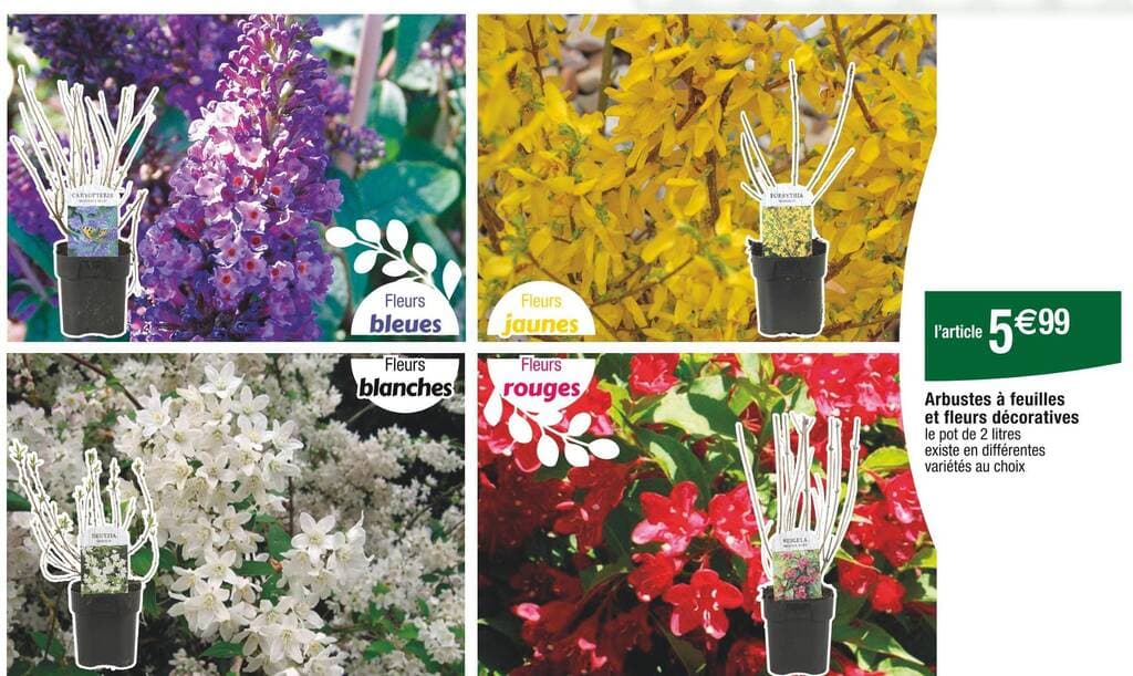 Arbustes à feuilles et fleurs décoratives