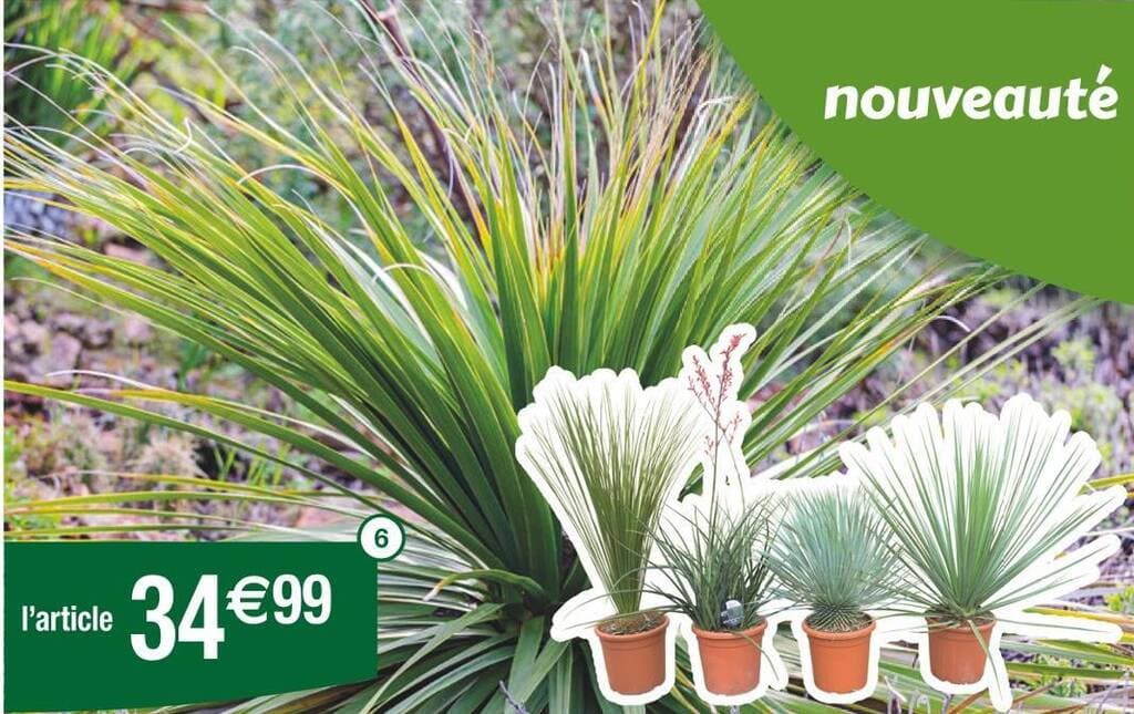Nolina, plante du désert