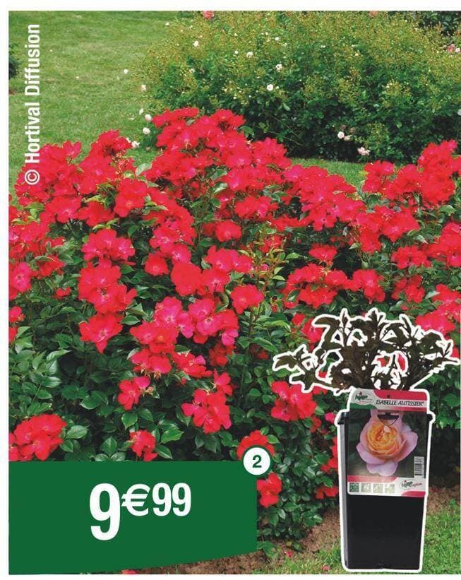 Rosier Collection série générale