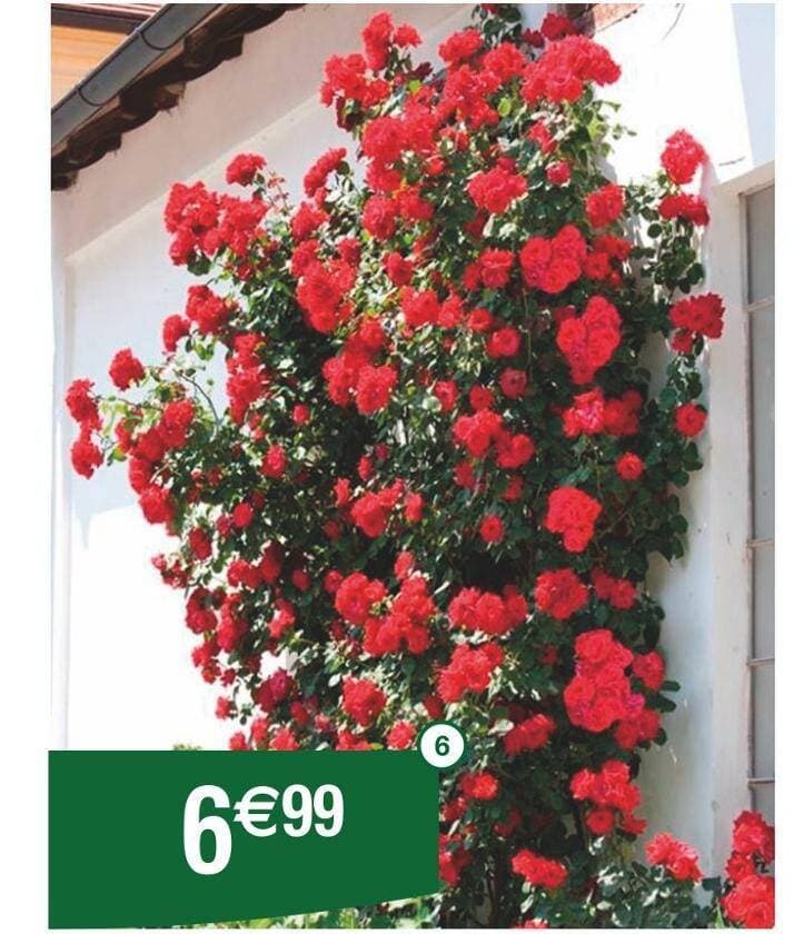 Rosiers grimpants 3 branches