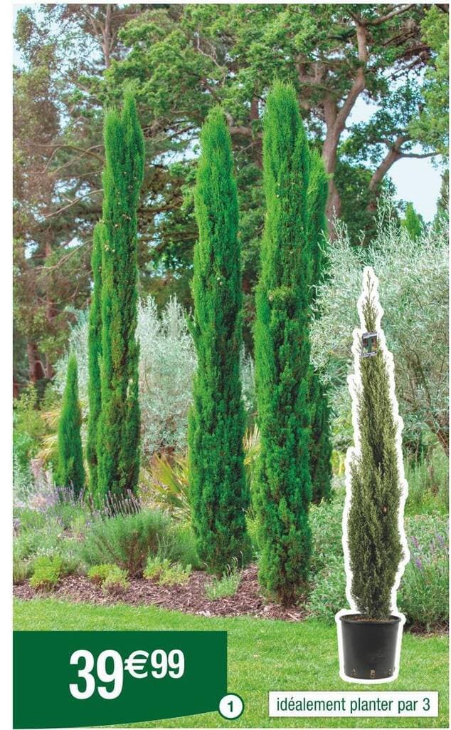 Cyprès de Provence (Cupressus sempervirens totem)