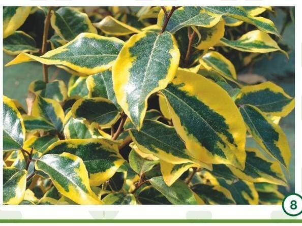 Chalef Eleagnus Ebbeigei