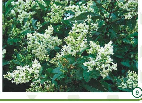 Troène de Californie (Ligustrum ovalifolium)