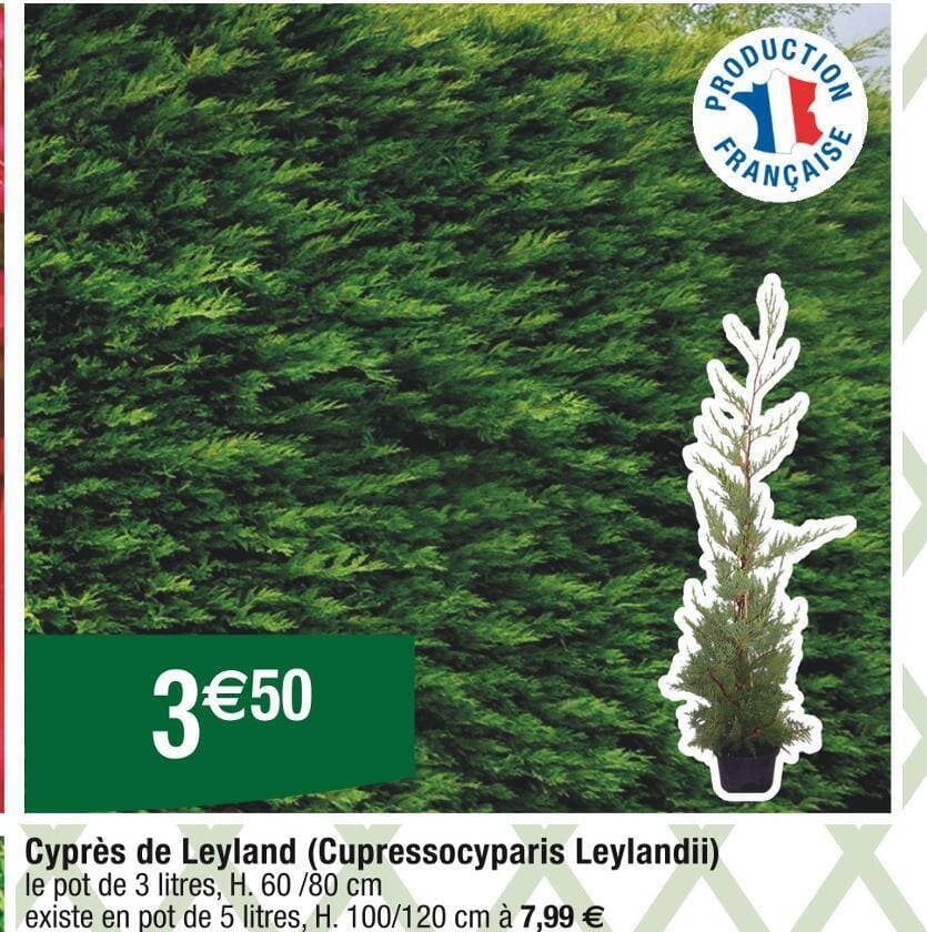 Cyprès de Leyland (Cupressocyparis Leylandii)