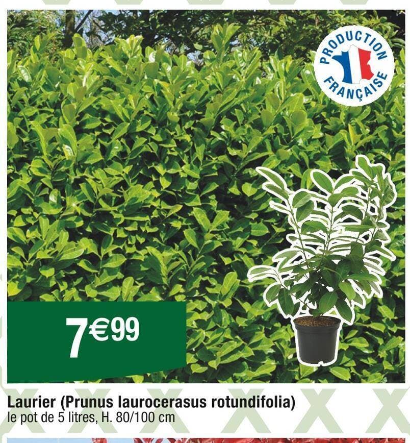 Laurier (Prunus laurocerasus rotundifolia)