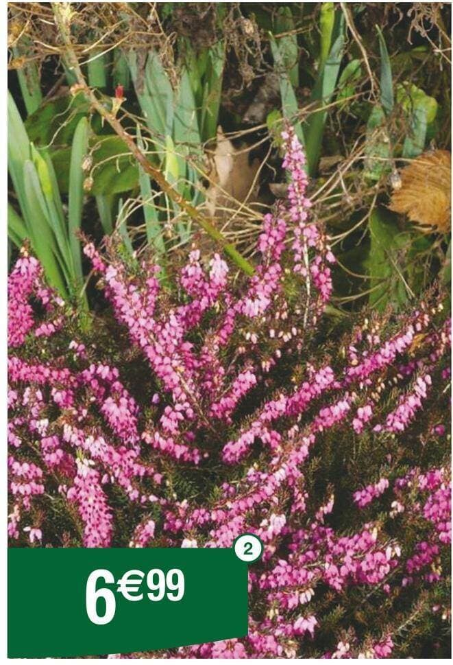 Bruyère Erica darleyensis